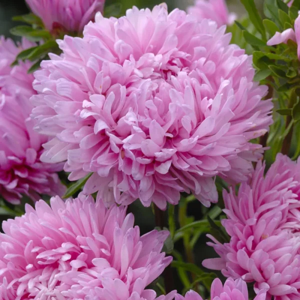Őszirózsa › Callistephus Chinensis › King Size Pink