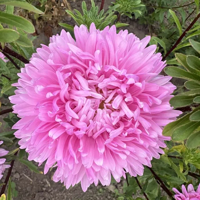 Őszirózsa › Callistephus Chinensis › King Size Pink - Image 2
