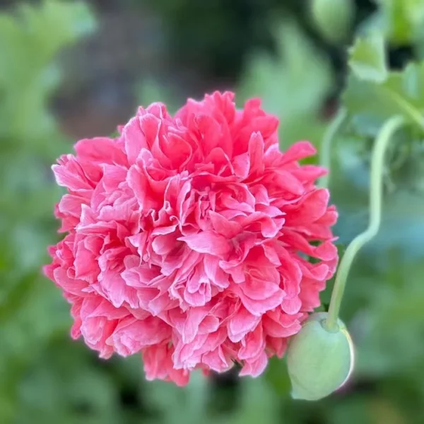 Bazsarózsa virágú díszpipacs › Papaver paeoniflorum › Frosted Salmon Peony