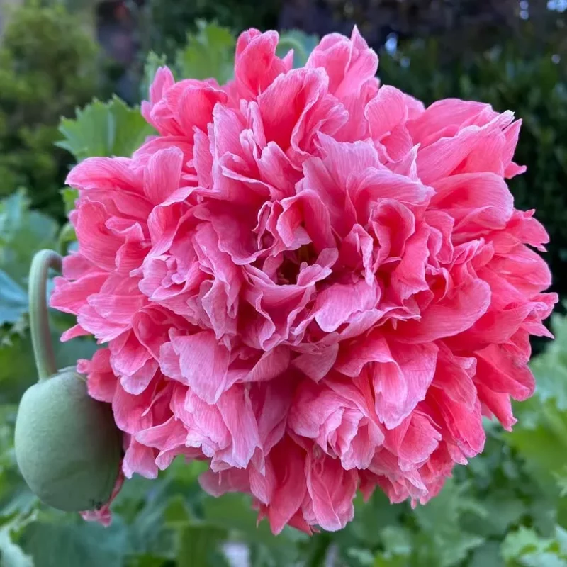 Bazsarózsa virágú díszpipacs › Papaver paeoniflorum › Frosted Salmon Peony - Image 2