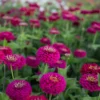 Rézvirág › Zinnia Elegans › Benary's Giant Wine