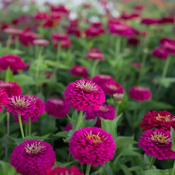 Rézvirág › Zinnia Elegans › Benary's Giant Wine
