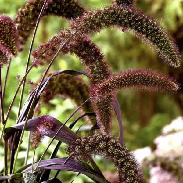 Rókafarkú Köles › Setaria Italica › Red Jewel