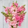 Tátika › Antirrhinum Majus › Madame Blush Blend
