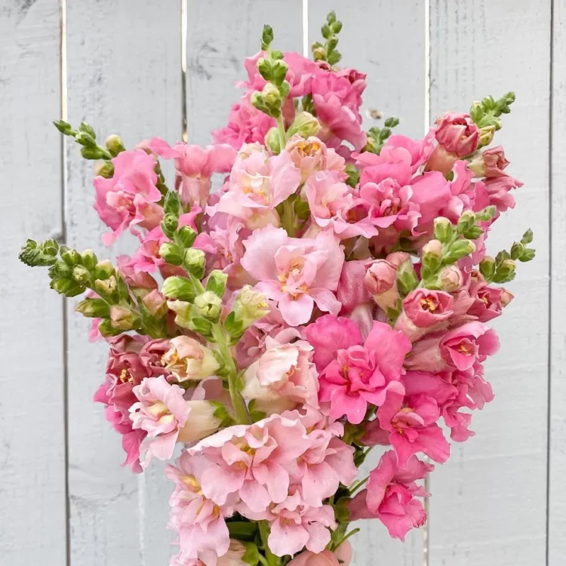 Tátika › Antirrhinum Majus › Madame Blush Blend
