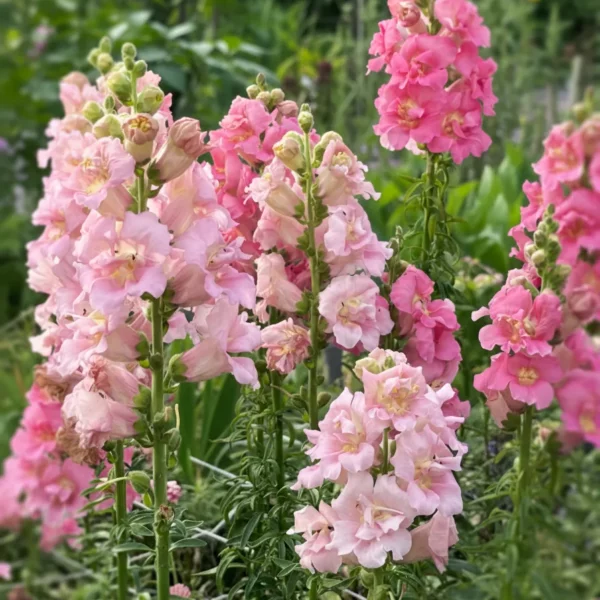 Tátika › Antirrhinum Majus › Madame Blush Blend