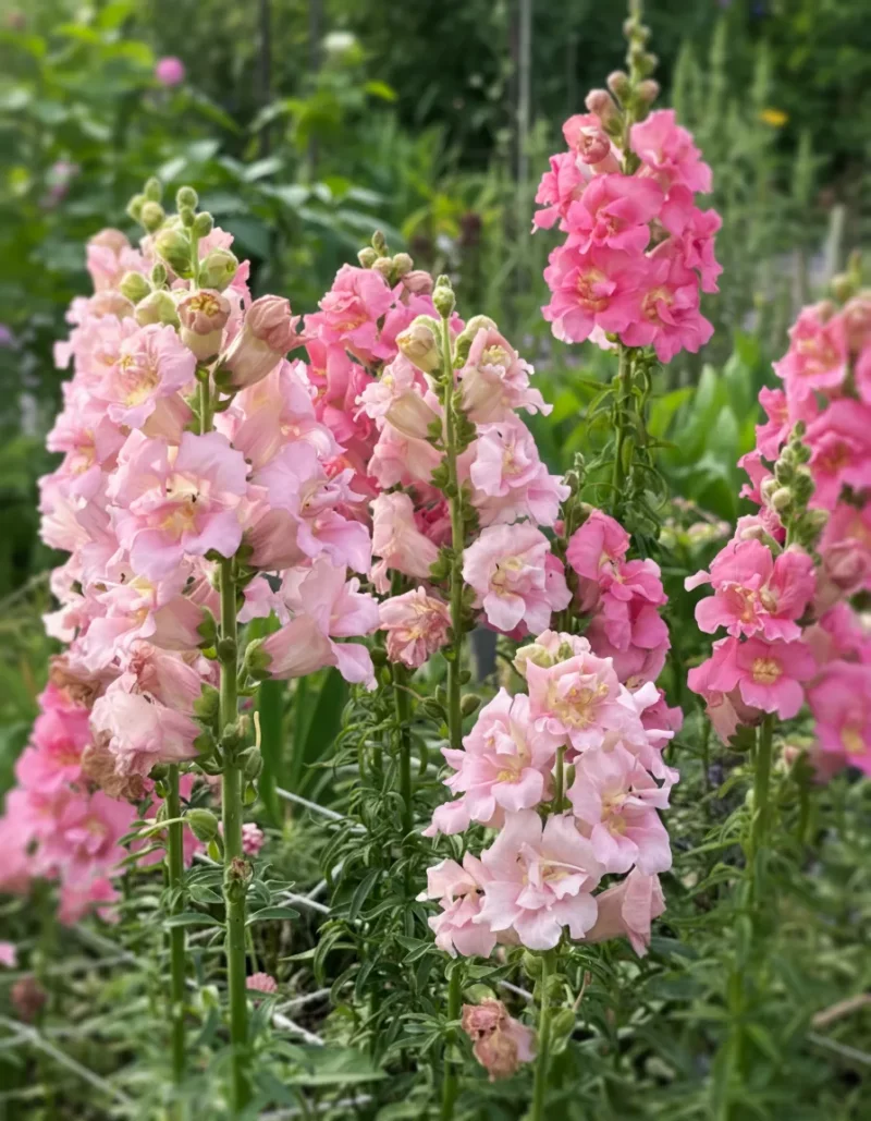 Tátika › Antirrhinum Majus › Madame Blush Blend