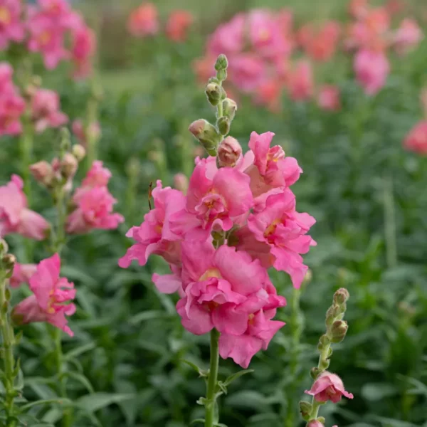 Tátika › Antirrhinum Majus › Madame Butterfly Rose