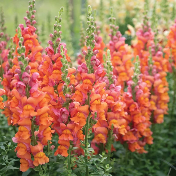 Tátika › Antirrhinum Majus › Potomac Dark Orange