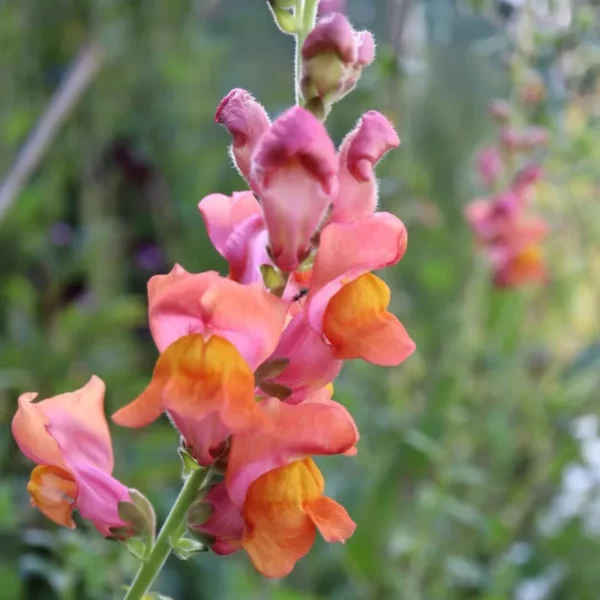 Tátika › Antirrhinum Majus › Potomac Dark Orange