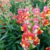 Tátika › Antirrhinum Majus › Rembrandt