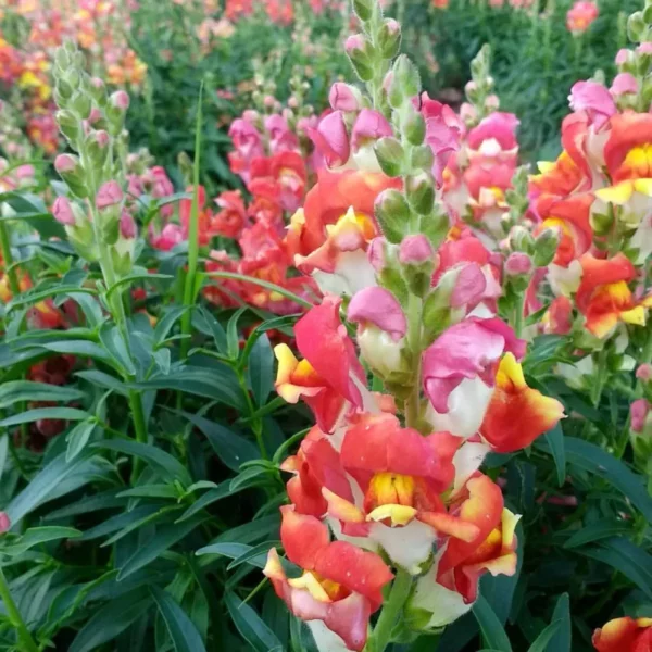 Tátika › Antirrhinum Majus › Rembrandt