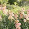 Tátika › Antirrhinum Majus › Snapstar Champagne
