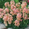 Tátika (törpe) › Antirrhinum Majus › Twinny Peach