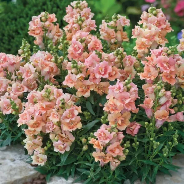Tátika (törpe) › Antirrhinum Majus › Twinny Peach