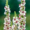 Ökörfarkkóró › Verbascum Chaixii