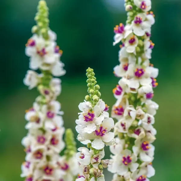 Ökörfarkkóró › Verbascum Chaixii