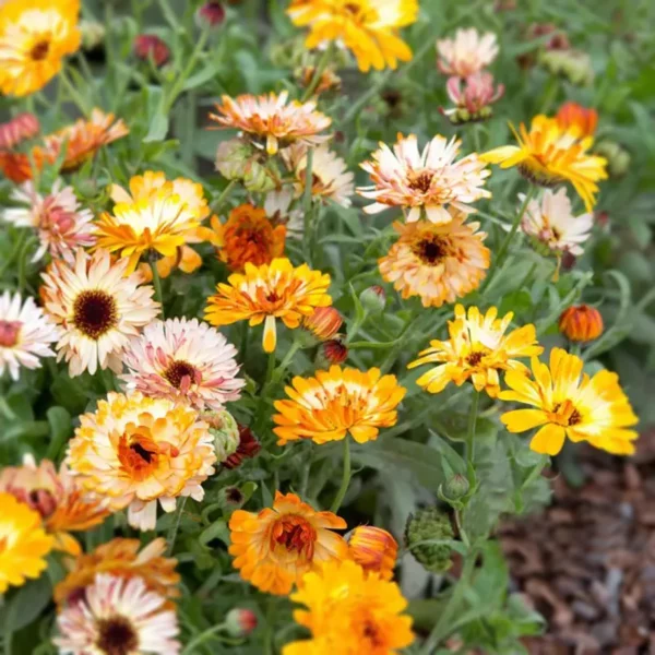 Körömvirág › Calendula Officinalis › Playtime Mix