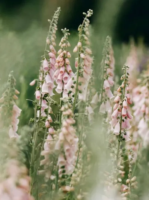 Napfényes Virágfarm