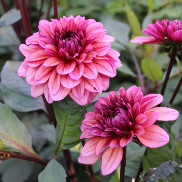 Dália › Molly Raven