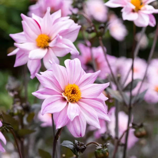 Dália › Bishop of Leicester