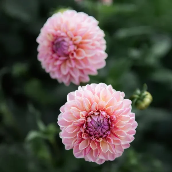 Dália › Doris Duke