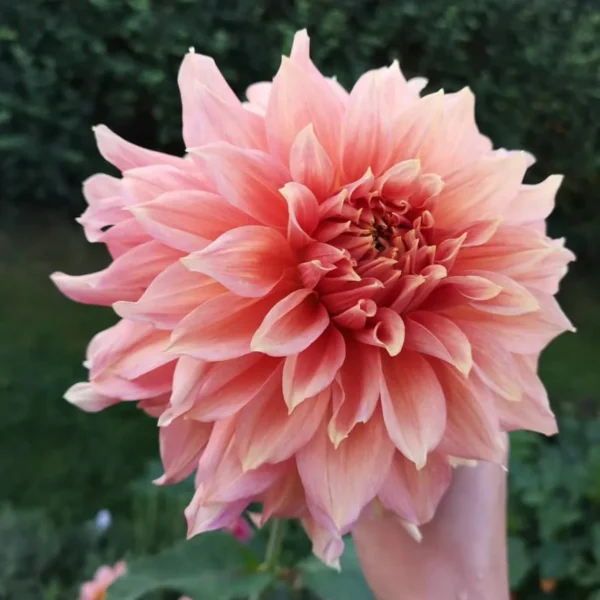 Dália › Fairway Spur