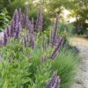 Spanyol Macskamenta › Nepeta Tuberosa