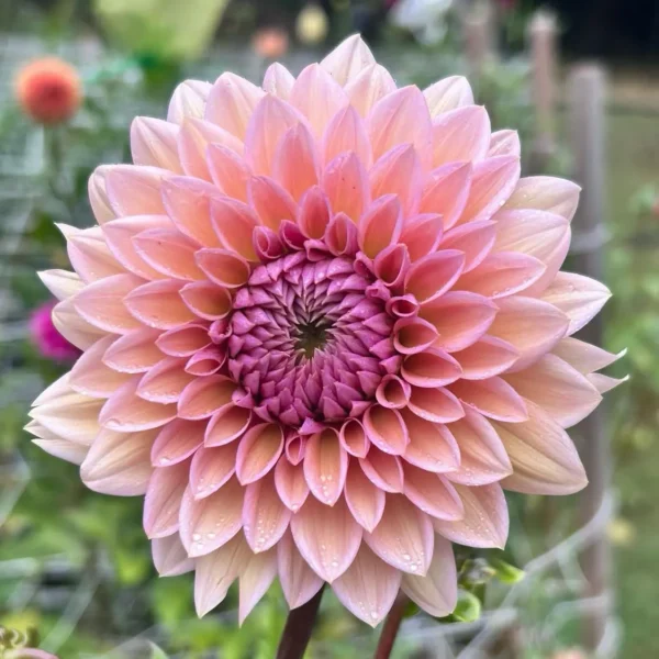 Dália › Sweet Sanne