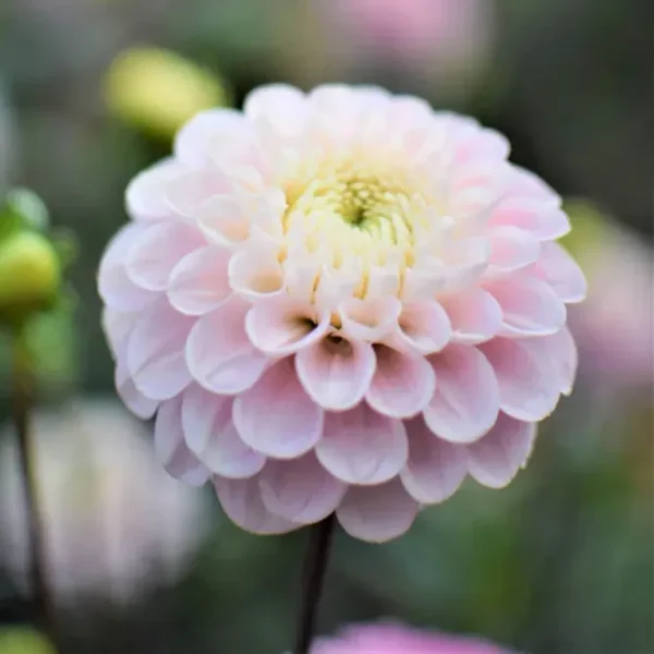 Dália › Wizard of Oz