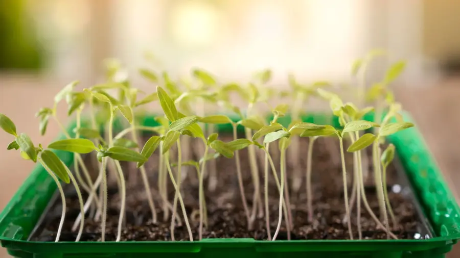 Palántanevelés - megnyúlt palánták