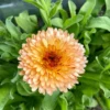 Körömvirág › Calendula Officinalis › Pink Surprise