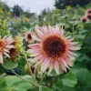 Dísznapraforgó › Helianthus Annuus › Astra Rose