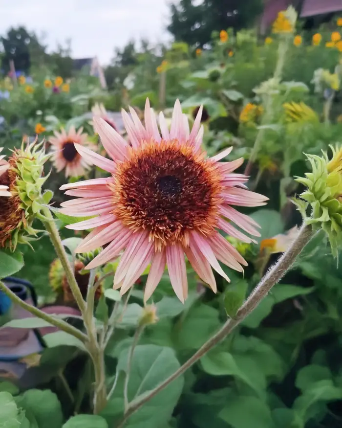 Dísznapraforgó › Helianthus Annuus › Astra Rose