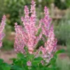 Muskotályzsálya › Salvia Sclarea › Vatican Pink