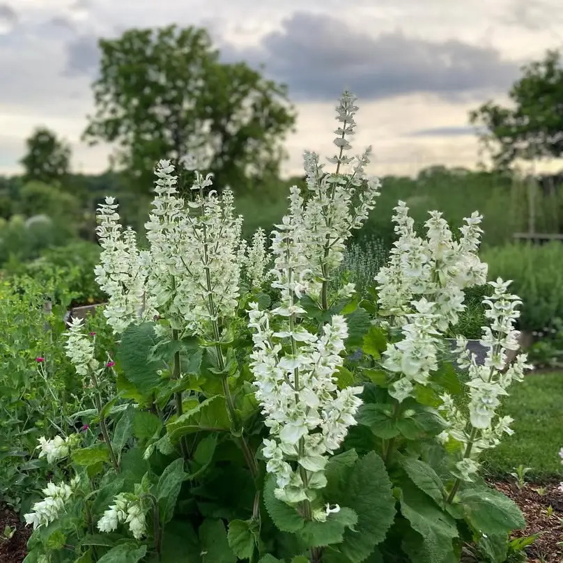 Muskotályzsálya › Salvia Sclarea › Vatican White