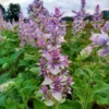 Muskotályzsálya › Salvia Sclarea