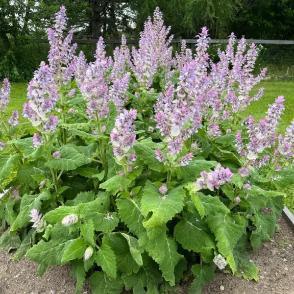 Muskotályzsálya › Salvia Sclarea
