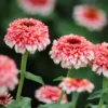 Rézvirág › Zinnia Elegans › Zinderella Fizz