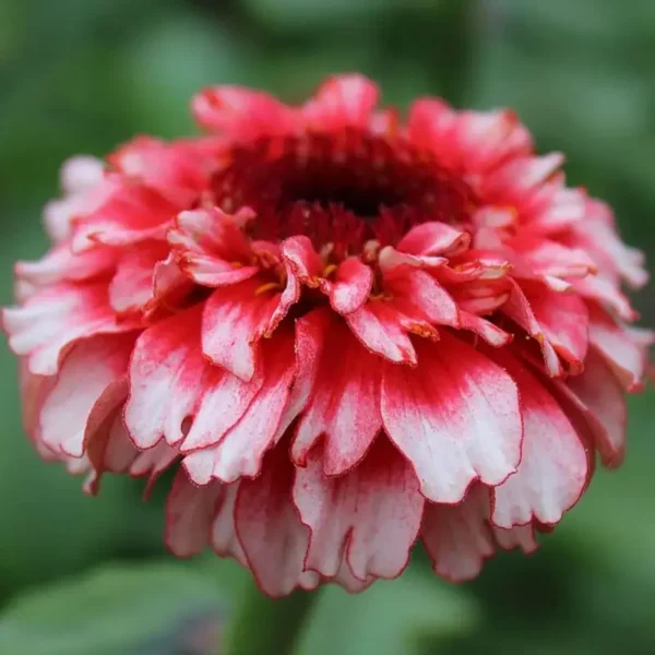 Rézvirág › Zinnia Elegans › Zinderella Fizz