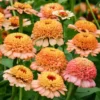 Rézvirág › Zinnia Elegans › Zinderella Peach