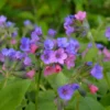 Orvosi Tüdőfű › Pulmonaria Officinalis