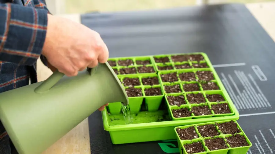 Palántanevelés - Palánták öntözése alulról