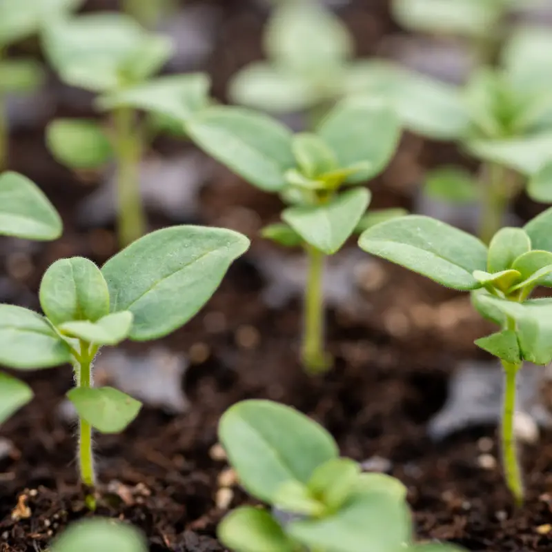 Palántanevelés: Így lesznek erős virágaid magról!