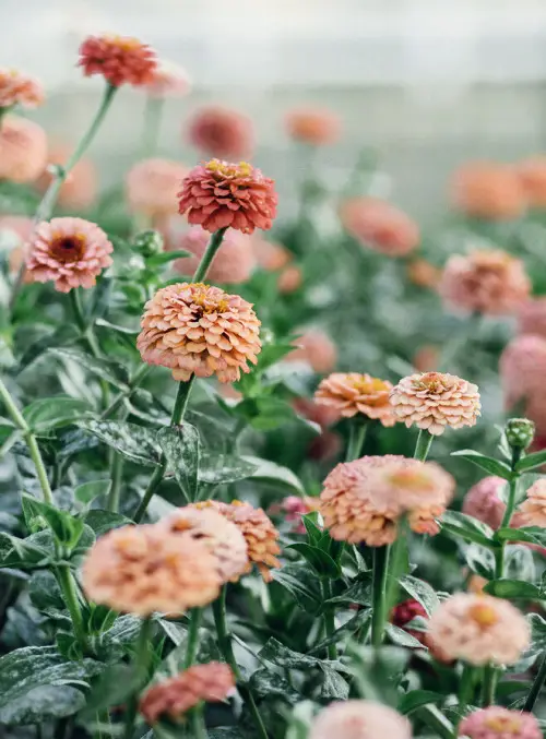 Napfényes Virágfarm