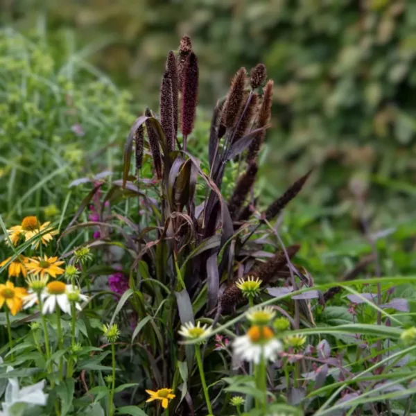 Indiai Köles › Pennisetum glaucum › Inky