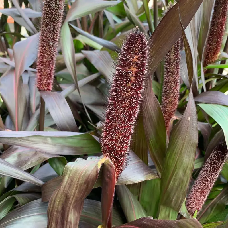 Indiai Köles › Pennisetum glaucum › Inky - Image 2