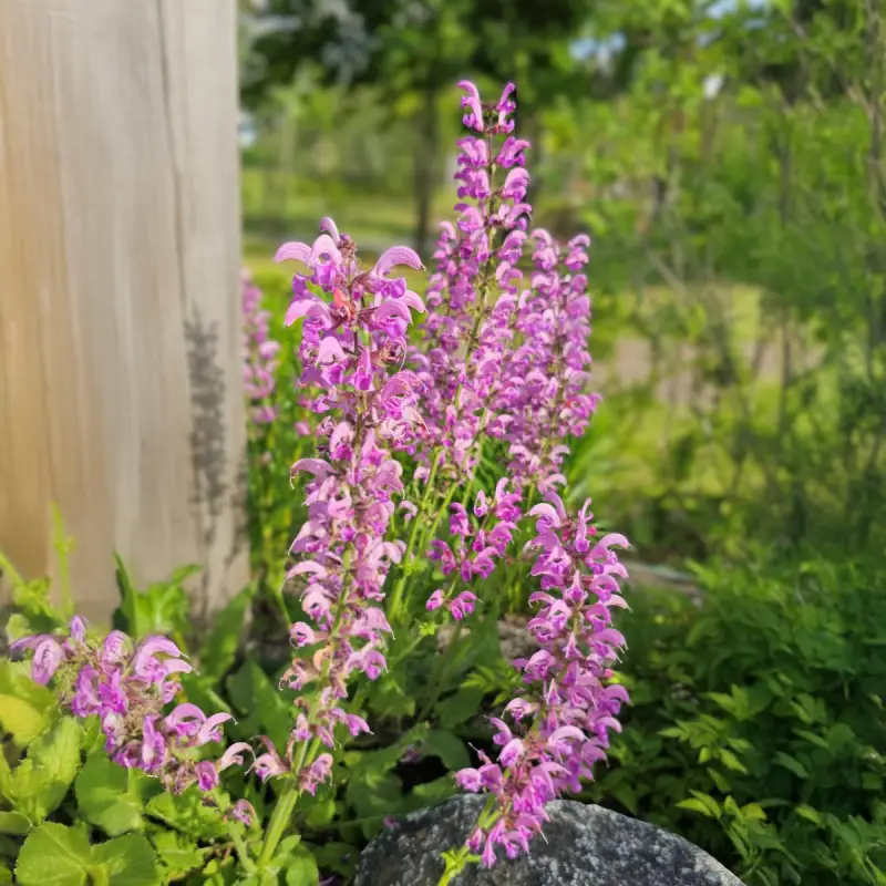 Mezei Zsálya › Salvia Pratensis › Rose Rhapsody