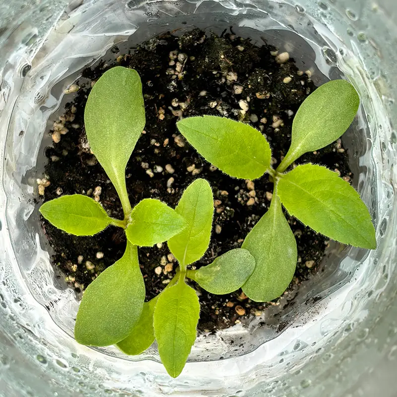 Óriás Fejvirág › Cephalaria Gigantea palánta