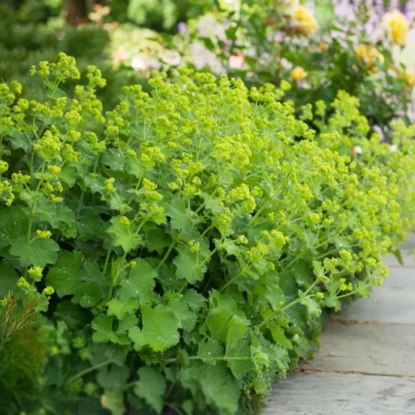 Lágyszőrű palástfű › Alchemilla Mollis › Select